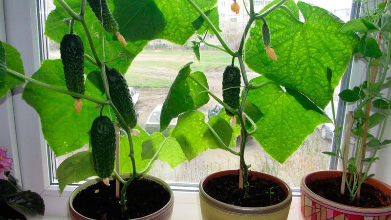 Top 10 des meilleures variétés de concombres à cultiver sur un rebord de fenêtre en hiver
