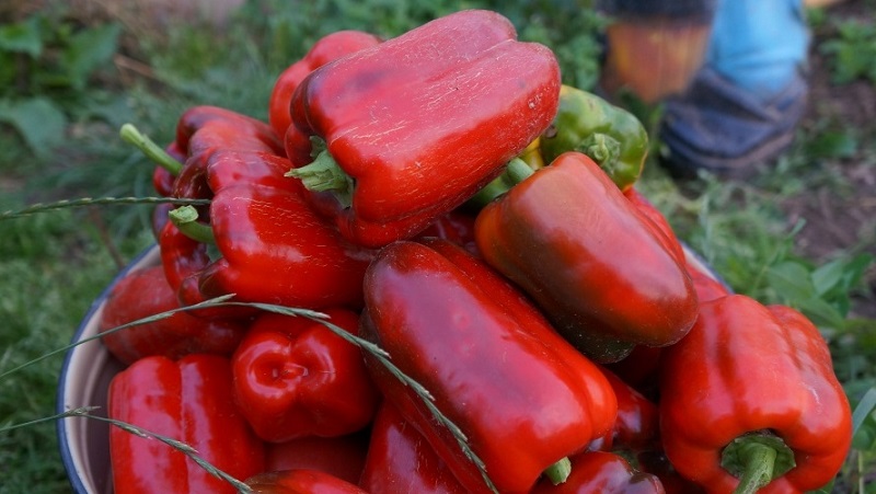Topp 10 beste tykkveggede paprikaer til utendørs bruk