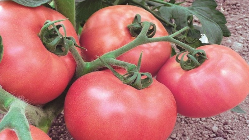 Non capricieux et facile à entretenir, mais en même temps, la tomate rose des vents dorlote avec une récolte riche