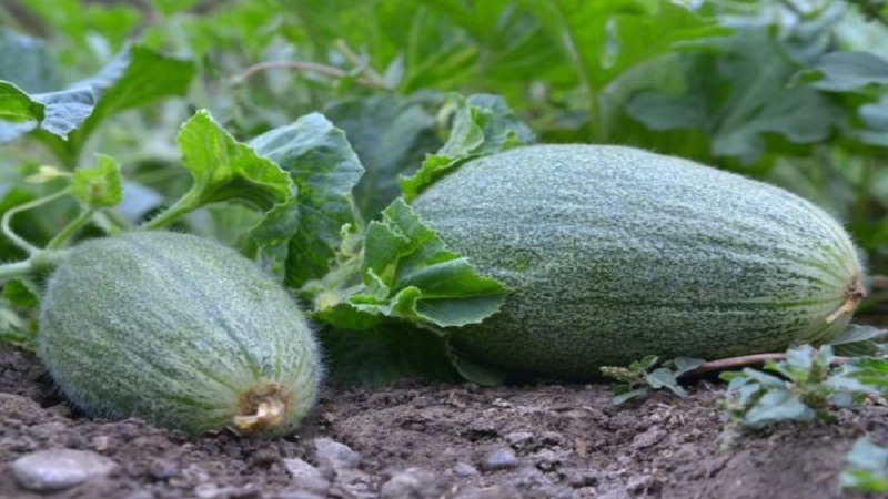 Wat is komkommer, hoe wordt het gekweekt en gegeten