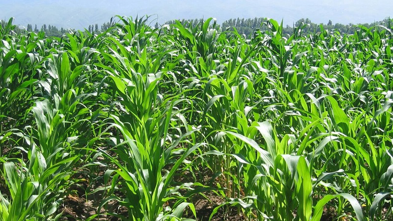 How is the cultivation and harvesting of corn for silage: the secrets of agricultural technology from sowing to storage of the crop
