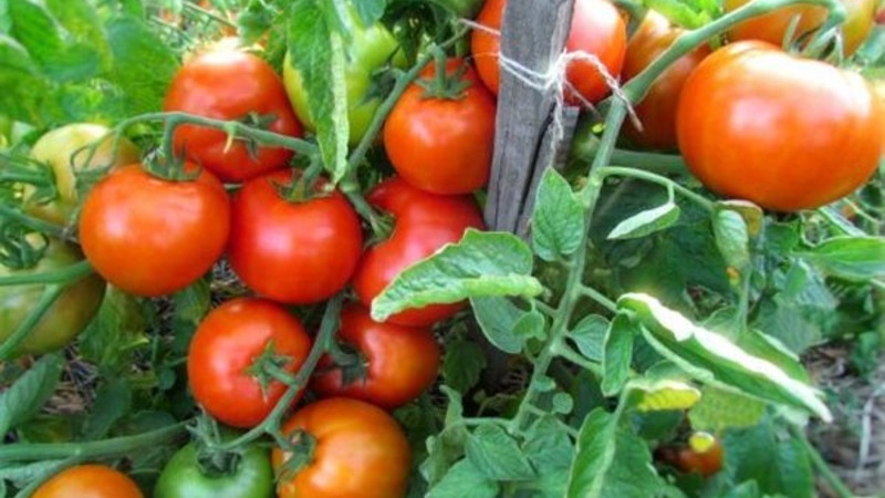 אנו מגדלים יבול עשיר בשדה הפתוח - עגבנייה Vityaz העמידה