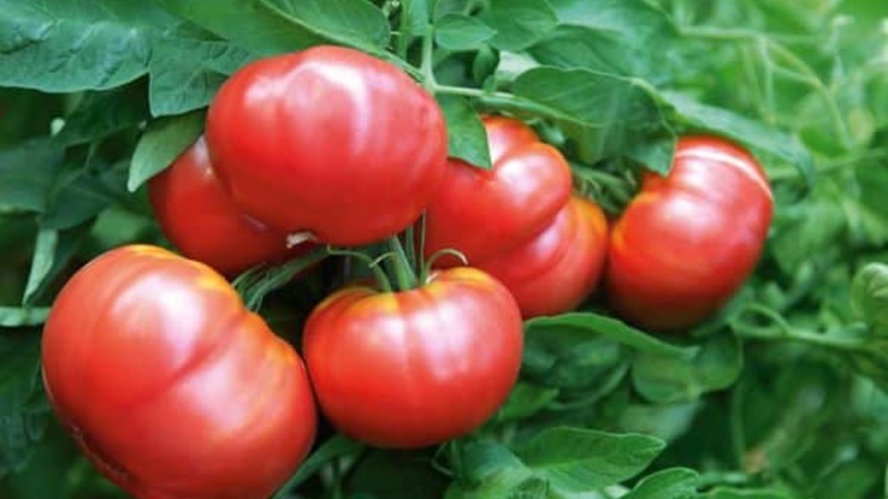 Kasvatamme rikkaasti satoa avoimella kentällä - kestävää Vityaz-tomaattia