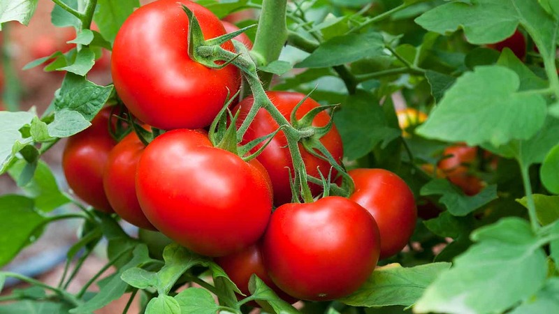 Cultivamos uma rica safra em campo aberto - o resistente tomate Vityaz