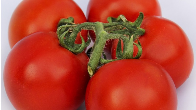 We telen een rijke oogst in het open veld: de resistente Vityaz-tomaat