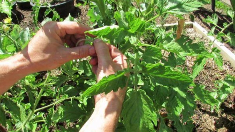 Auginame turtingą derlių atvirame lauke - atsparų pomidorą „Vityaz“