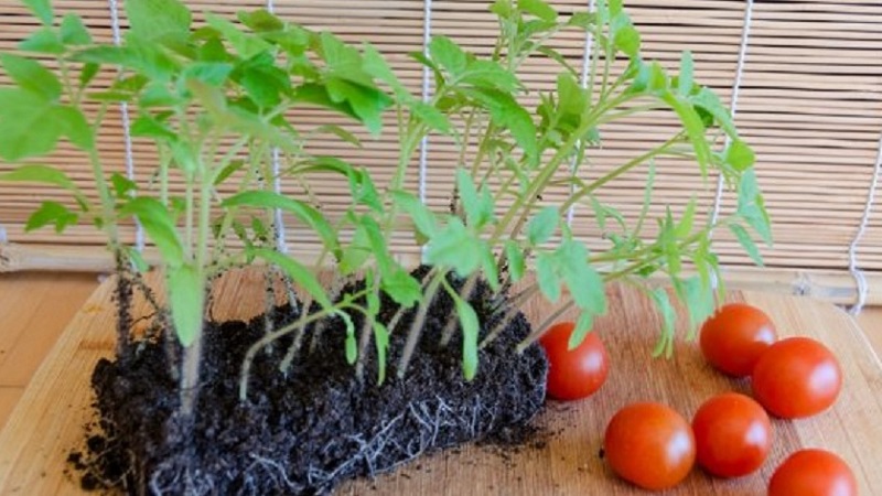 We telen een rijke oogst in het open veld - de resistente tomaat Vityaz