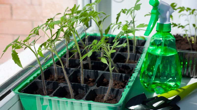 Auginame turtingą derlių atvirame lauke - atsparų pomidorą „Vityaz“