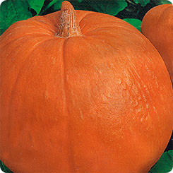 Melon pumpkin variety, adored by gardeners for its sweet taste and extraordinary aroma
