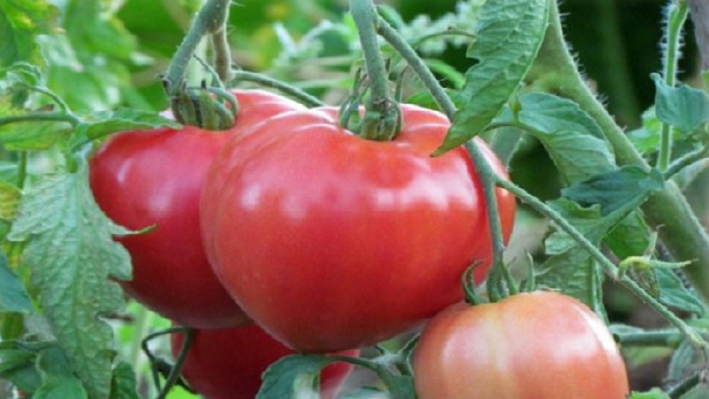 Conseils de jardinier expérimenté pour cultiver le cœur rose de tomate