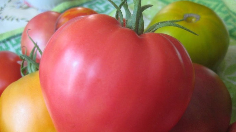Uusi, mutta jo onnistunut rakastua viljelijöiden lajikkeeseen - tomaattisokeri Nastasya