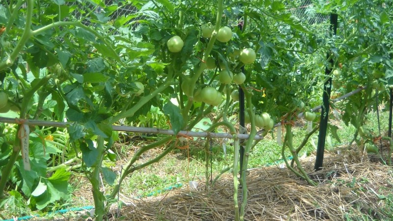 Nauja, bet jau pavyko įsimylėti ūkininkų veislę - pomidorų cukrų „Nastasya“