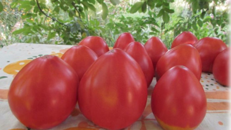 Yeni, ancak zaten çiftçi çeşitliliğine aşık olmayı başardı - domates Şeker Nastasya