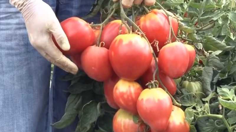 Een nieuwe, maar al gelukt om verliefd te worden op de variëteit van boeren - tomaat Sugar Nastasya
