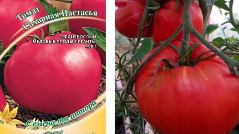 En ny men lyckades redan förälska sig i jordbrukarsorten - tomatsocker Nastasya