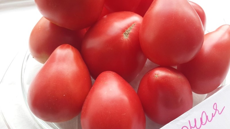 Uusi, mutta jo onnistunut rakastua viljelijöiden lajikkeeseen - tomaattisokeri Nastasya