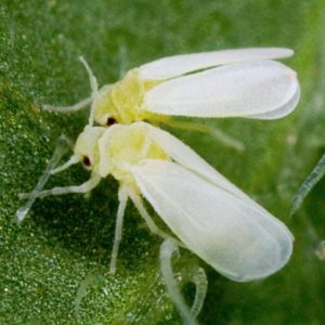 Paano mapupuksa ang isang whitefly sa isang greenhouse sa mga pipino: ang pinaka-epektibong pamamaraan ng kontrol at pag-iwas