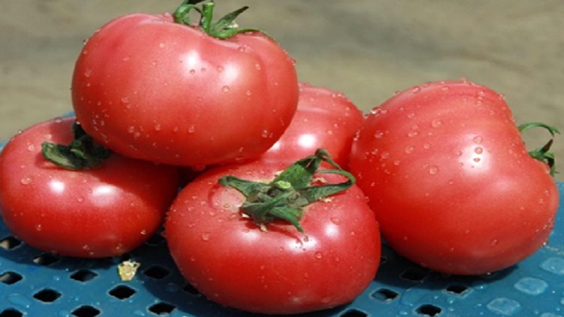 Tomato Pink Claire - the best solution for the southern regions