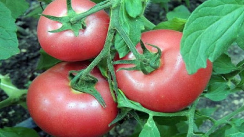 Tomato Pink Claire - najbolje rješenje za južne regije