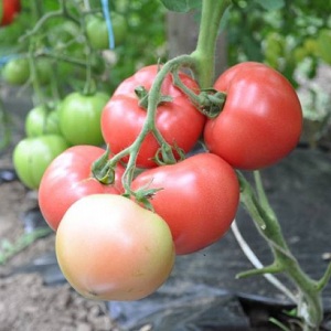 Tomate Pink Claire - cea mai bună soluție pentru regiunile sudice