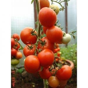 Análise de um antigo jardim de verão híbrido de tomate f1: análises de residentes de verão e instruções para o cultivo de um híbrido
