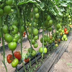 Wat je geweldig zult vinden aan Pink Paradise Hybrid Tomato