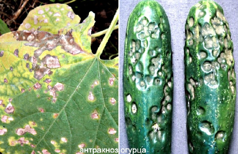 ¿Por qué aparecen manchas marrones en las hojas de pepino y qué hacer para deshacerse de ellas?