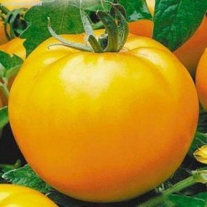 En av de mest utsökta sorterna för färsk konsumtion är Yellow Giant tomat
