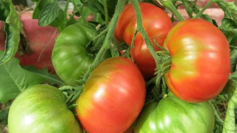 Odroda rajčiakov odolná voči chorobám a škodcom Gigant Novikova