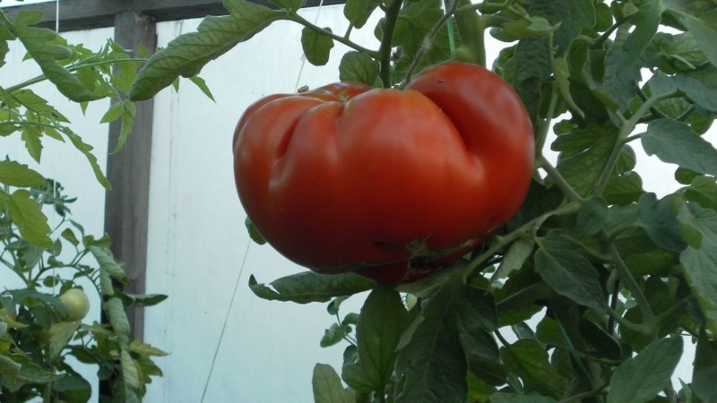 Ziekte- en plaagresistente tomatenras Gigant Novikova