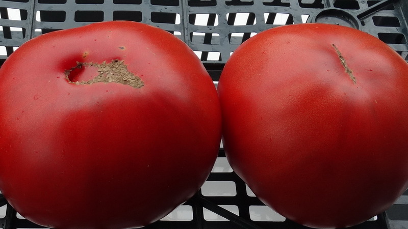 Variedad de tomate resistente a enfermedades y plagas Gigant Novikova
