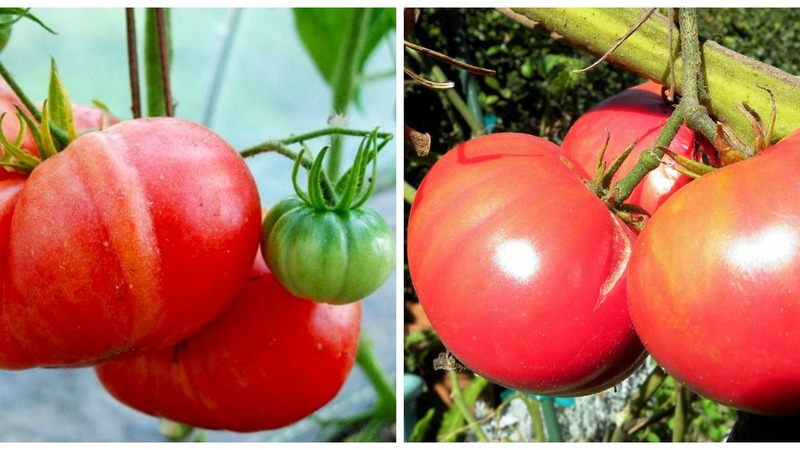 Sorta rajčice otporna na bolesti i štetočine Gigant Novikova