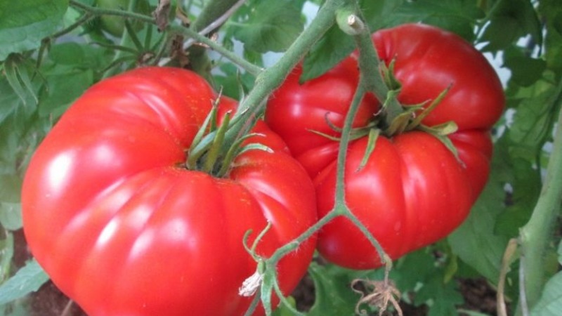 Krankheits- und schädlingsresistente Tomatensorte Gigant Novikova