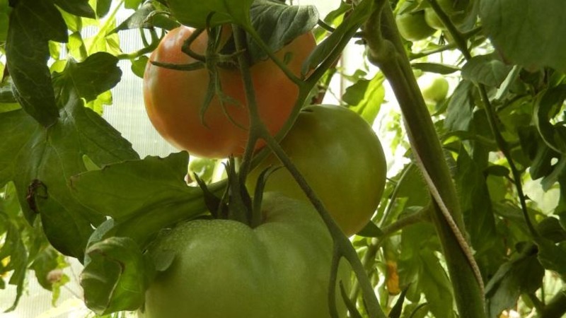 Sjukdom och skadedjursbeständig tomatsort Gigant Novikova