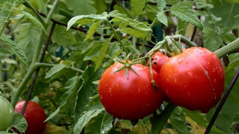 Un híbrido de maduración temprana con un sabor excepcional: tomate Lily Marlene f1