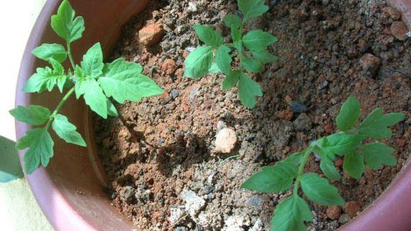 Išskirtinio skonio ankstyvo prinokimo hibridas - pomidorų lelija Marlene f1