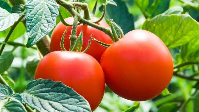 Un hybride précoce au goût exceptionnel - Tomate Lily Marlene F1