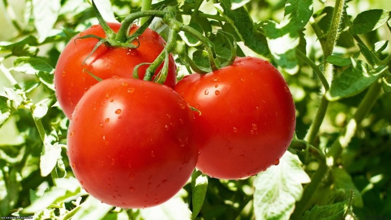 Eine früh reife Hybride mit außergewöhnlichem Geschmack - Tomate Lily Marlene f1