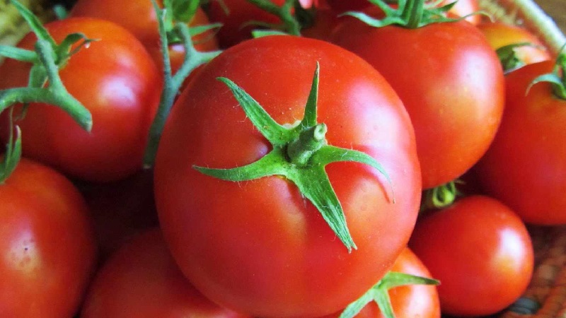 Išskirtinio skonio ankstyvo prinokimo hibridas - pomidorų lelija Marlene f1