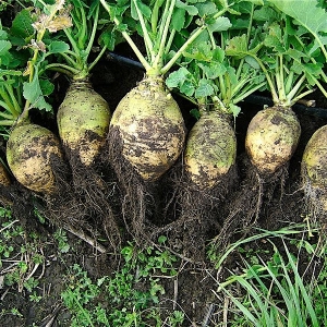 What is rutabaga, how does it grow, what is useful and where it is used