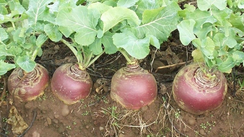 What is rutabaga, how does it grow, what is useful and where it is used