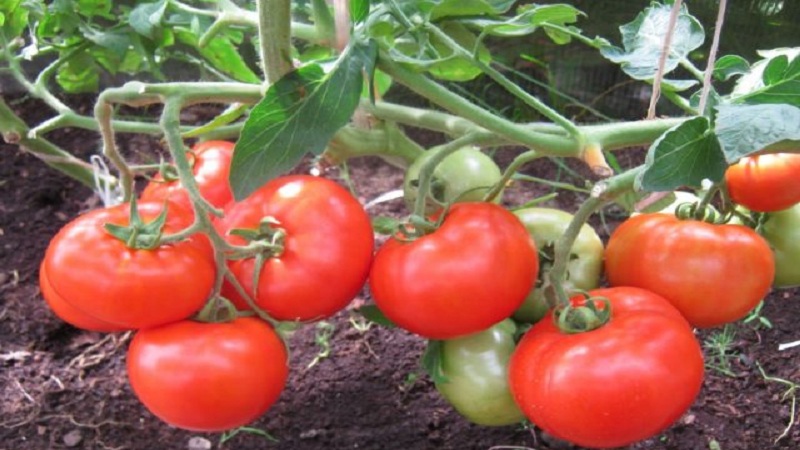 Bella dew hybrid tomato at kung paano ito palaguin nang tama