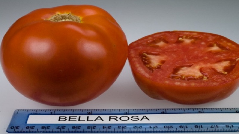 Bella çiğ hibrit domates ve nasıl doğru şekilde yetiştirileceği
