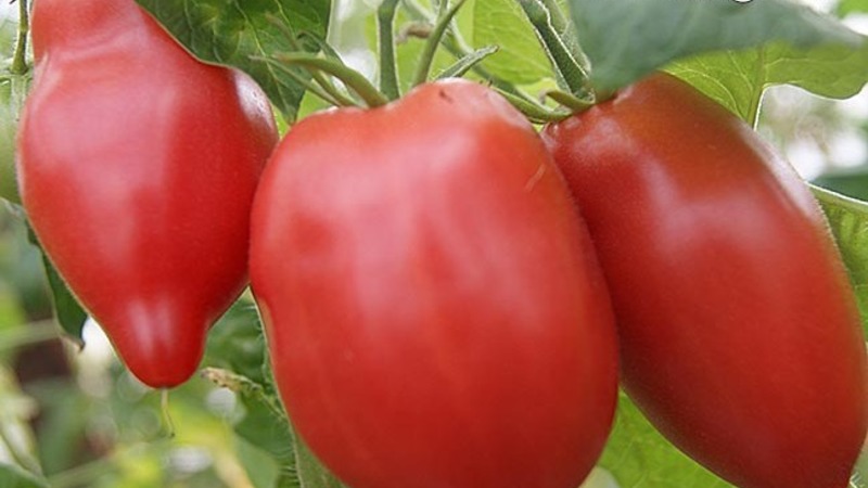 Variedad de mitad de temporada con un sabor agradable y arbustos potentes: tomate rosa Kapia