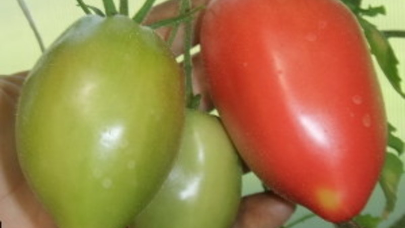 Hoş bir tada ve güçlü çalılara sahip bir sezon ortası çeşidi - Kapia pembe domates