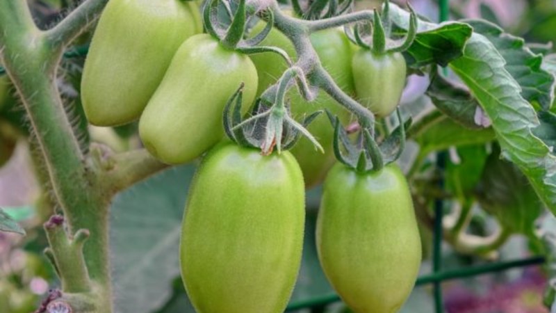 Högsäsongsorten med en behaglig smak och kraftfulla buskar - Kapia rosa tomat