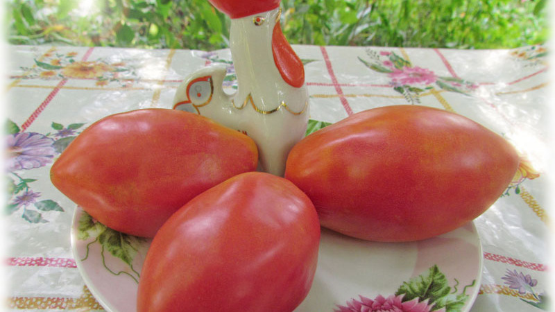 Mid-season variety with a pleasant taste and powerful bushes - Kapia pink tomato