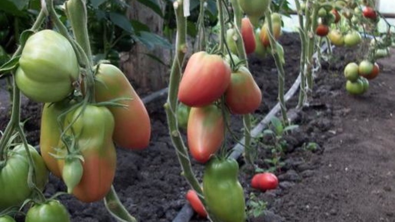 Odrůda střední sezóny s příjemnou chutí a silnými keři - rajčaty Kapia pink