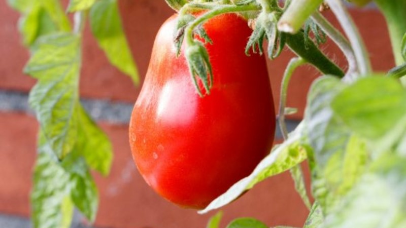 Middenseizoenras met een aangename smaak en krachtige struiken - Kapia-roze tomaat