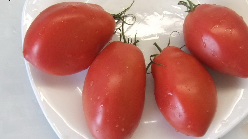 Varietà di mezza stagione con un gusto gradevole e cespugli potenti: pomodoro rosa Kapia
